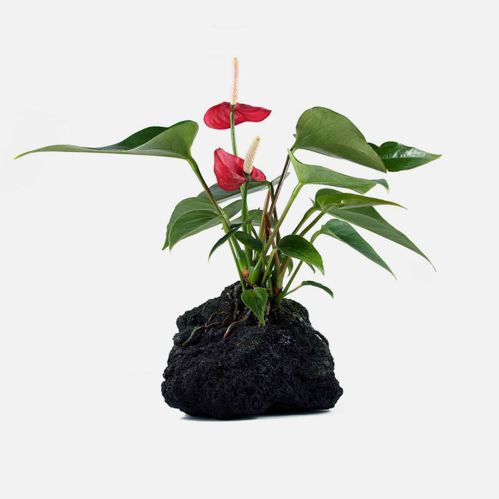 Lava Rock Plant